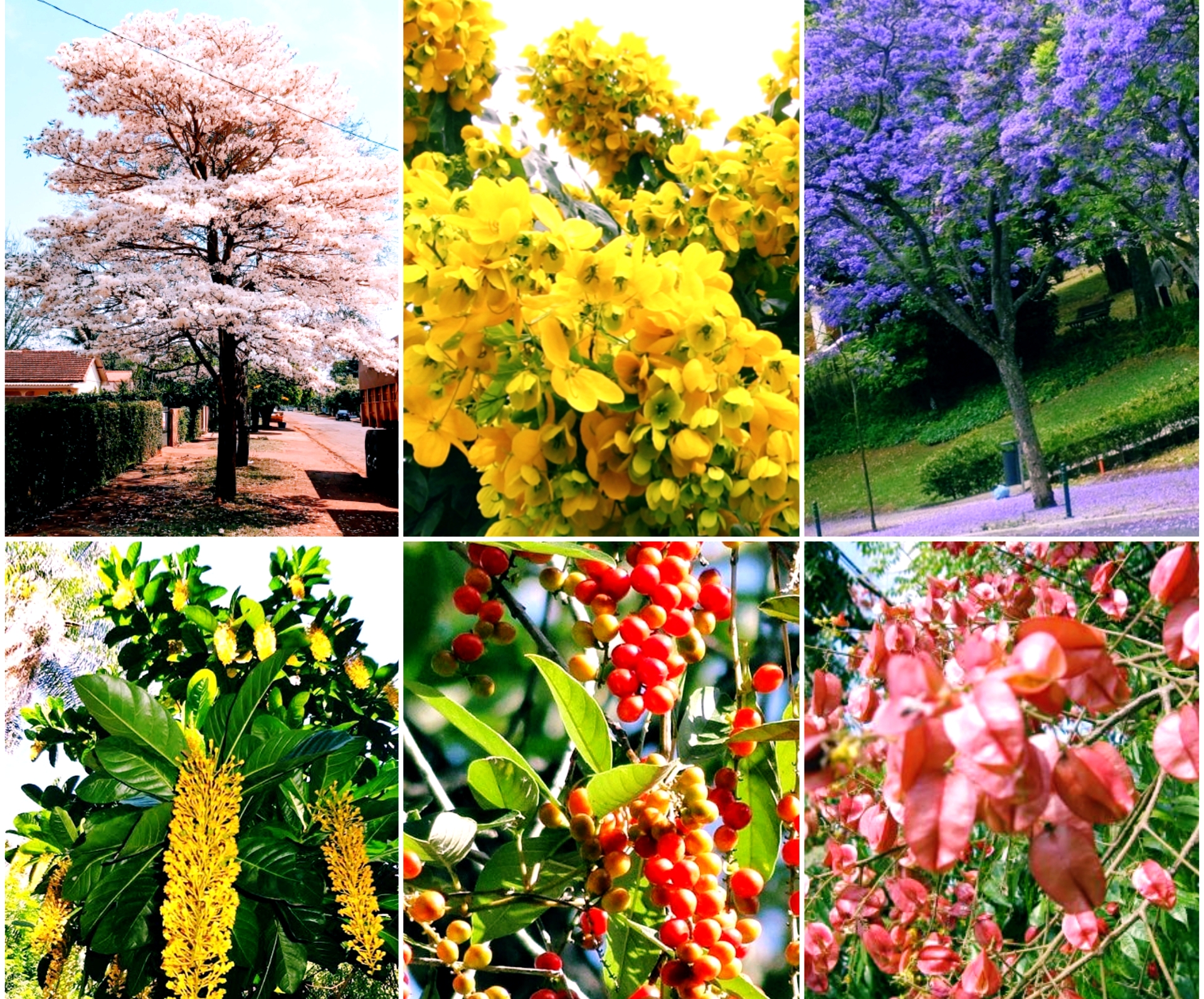 Árvores floridas garantirão explosão de cores na nova 14 de Julho |  CGNotícias