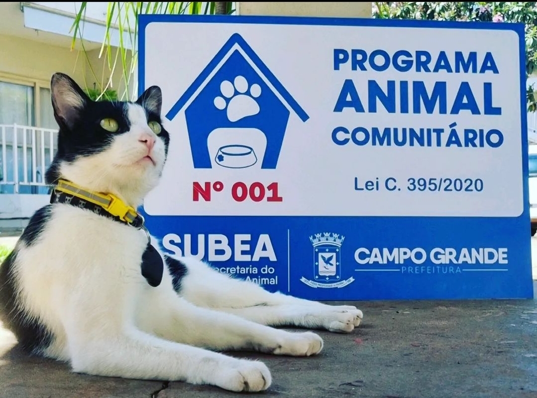 Lançado em 2022, Animal Comunitário garante proteção a 187 cães e gatos em Campo Grande