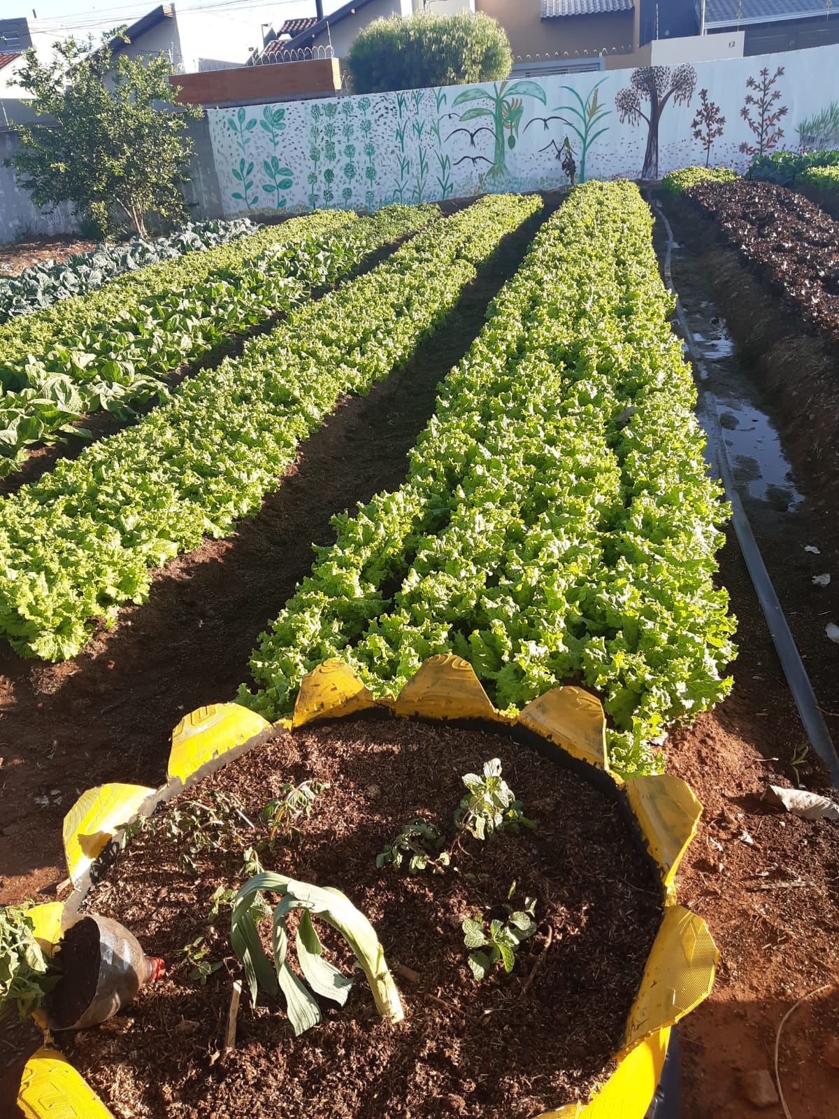 Produtores de horta urbana no Estrela Dalva realizam primeira colheita
