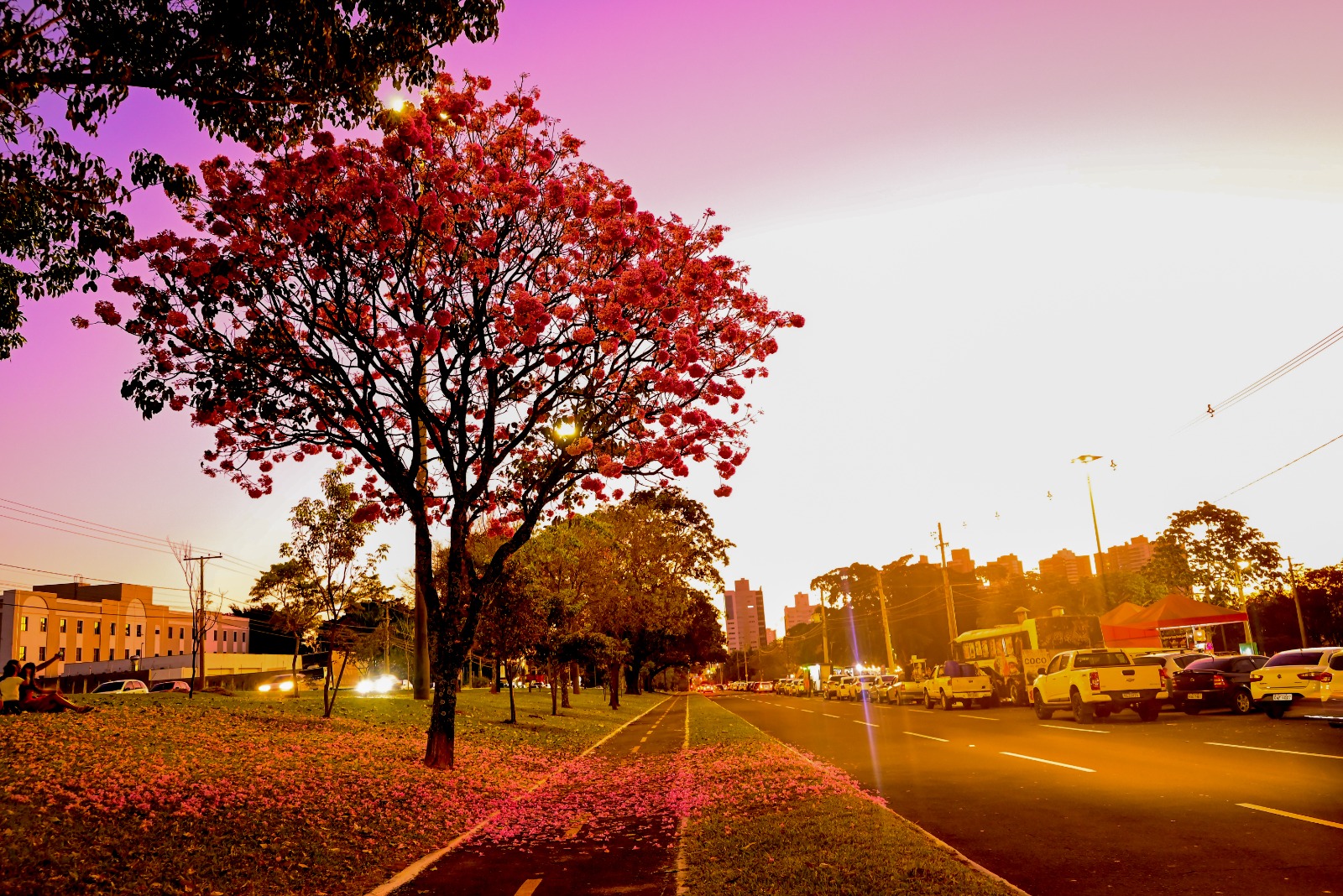 Campo Grande ganha o colorido especial com a florada dos ipês